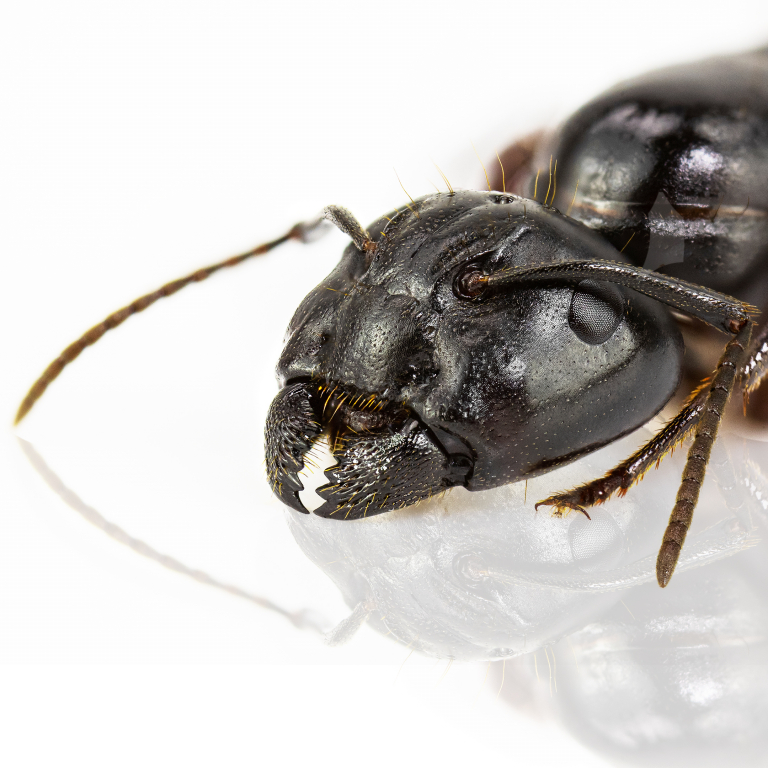 Camponotus herculeanus (Schwarze Rossameise)